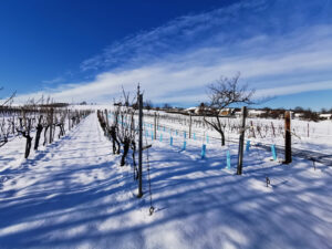 Winter im Weingarten